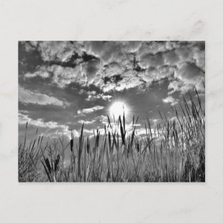 アヒルの視点 ポストカード