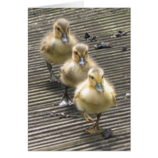 アヒルの訪問者