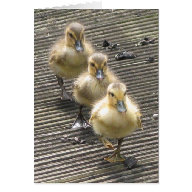 アヒルの訪問者 (正面)