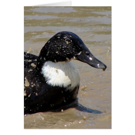 アヒルの速さ (正面)