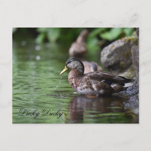 アヒルはがき シーズンポストカード (正面)