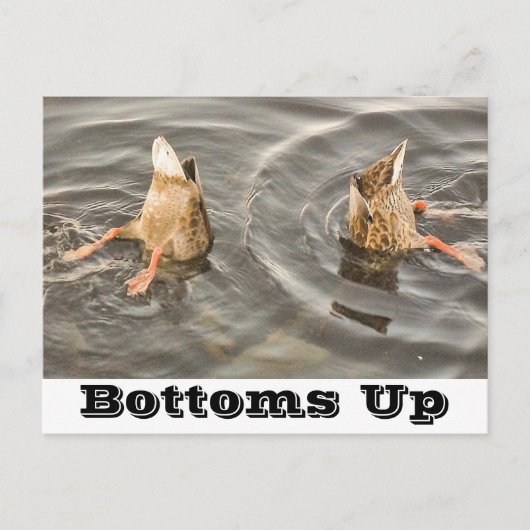 アヒルはがき シーズンポストカード (正面)