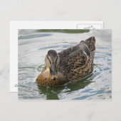 アヒルはがき ポストカード (正面/裏面)