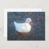 アヒルはがき ポストカード (正面/裏面)