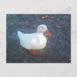 アヒルはがき ポストカード