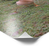 アヒルは列に並んでるのか？ フォトプリント            (角)