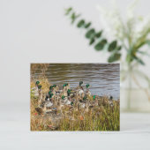 アヒルは飼っていますか？ ポストカード (スタンド正面)