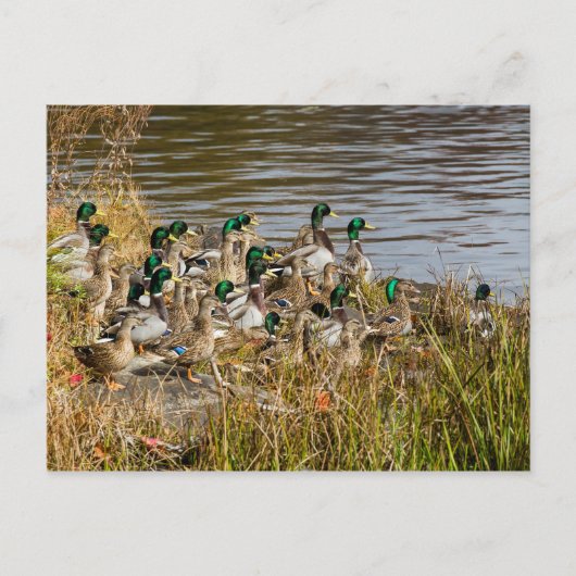 アヒルは飼っていますか？ ポストカード (正面)