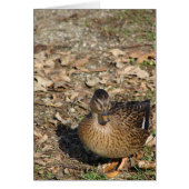 アヒルを呼ぶ (正面)