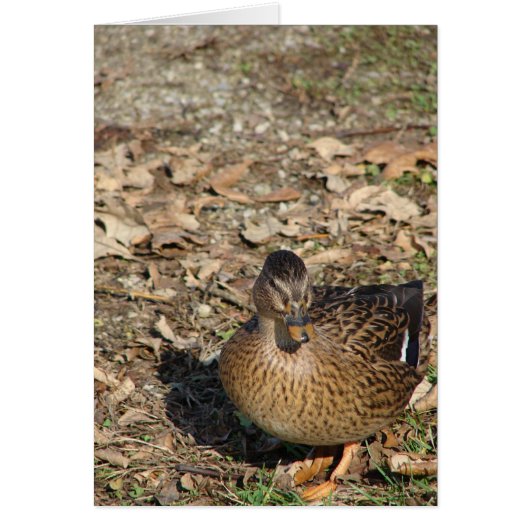 アヒルを呼ぶ (正面)