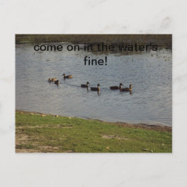 アヒルを水に招待状 ポストカード