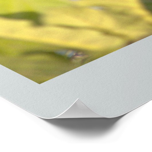 アヒル付きアヒルの写真ポスター ポスター (角)