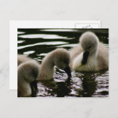 アヒル大切類 ポストカード (正面/裏面)