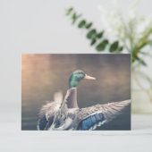 アヒル自然フォトカード (スタンド正面)