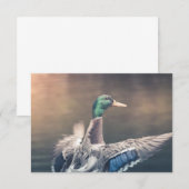 アヒル自然フォトカード (正面/裏面)