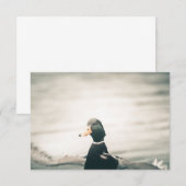 アヒル自然フォトカード (正面/裏面)