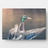 アヒル自然写真ポスター フォトプラーク (正面)