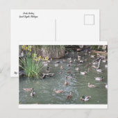 アヒル食べ物を与えズ ポストカード (正面/裏面)