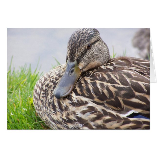 アヒル (正面横)