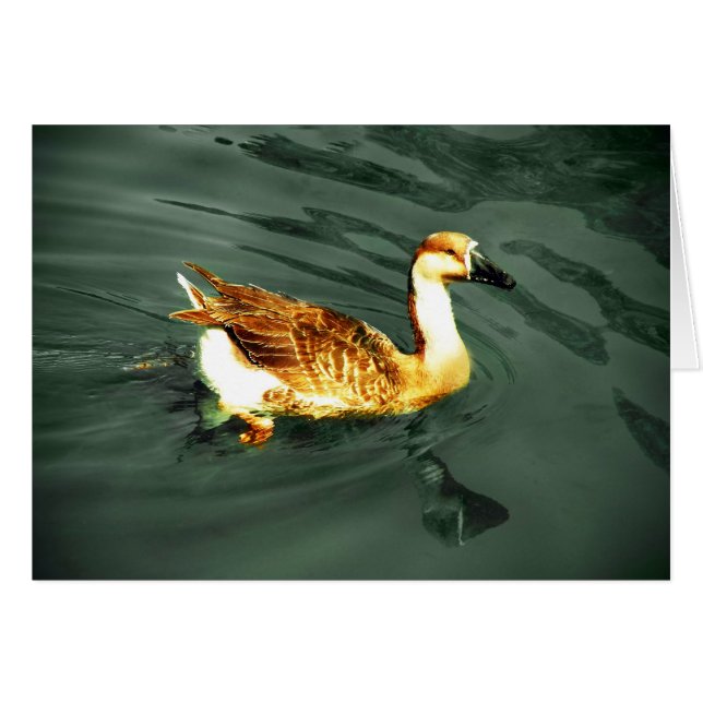 アヒル (正面横)