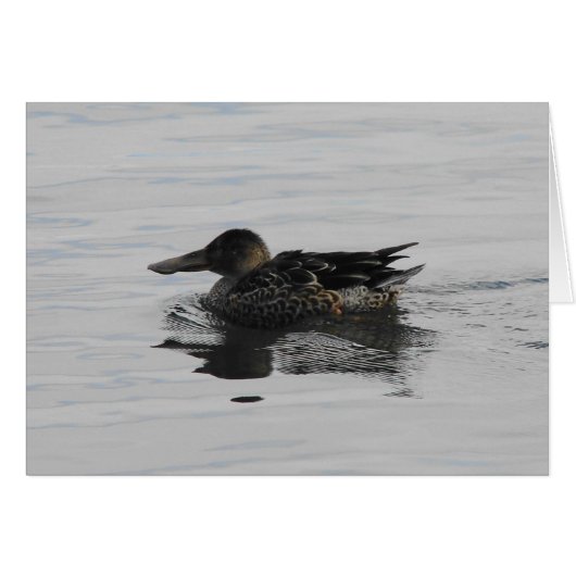 アヒル (正面横)