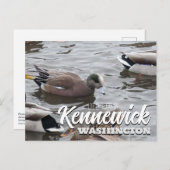 アヒル、アメリカンウィゲオン、バード、ケニウィック、WA ポストカード (正面/裏面)