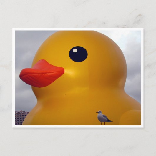 アヒル カモメ ポストカード (正面)