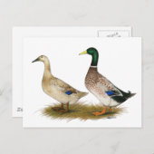 アヒル：シルバー ウェルシュ ハーレキン ポストカード (正面/裏面)