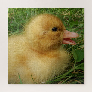 アヒル,チキン,動物,雛,鳥,農場,かわいい ジグソーパズル