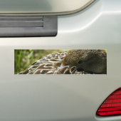 アヒル バンパーステッカー (車上)