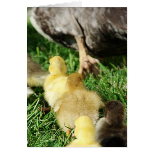 アヒル・パレード (正面)