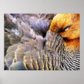 アヒル ポスター (正面)