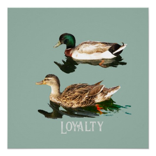 アヒル ポスター (正面)