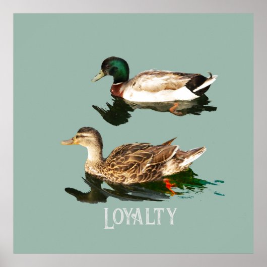 アヒル ポスター (正面)