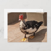 アヒル ポストカード (正面/裏面)