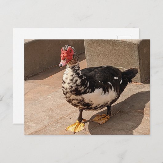 アヒル ポストカード (正面/裏面)