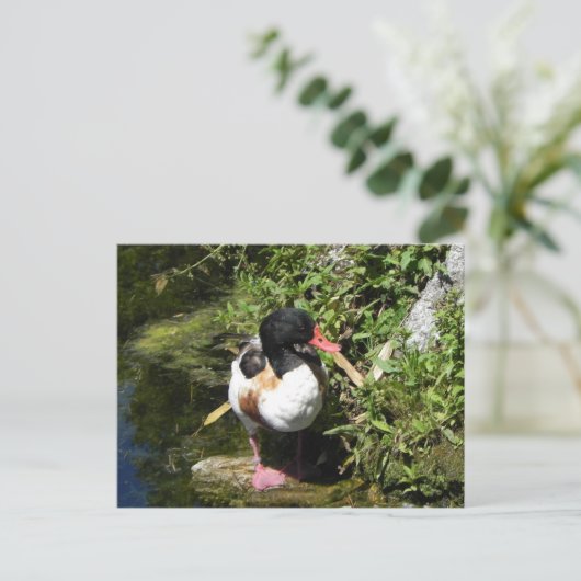 アヒル ポストカード (スタンド正面)