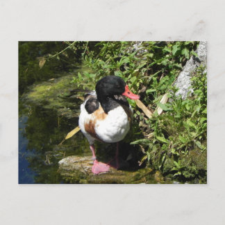 アヒル ポストカード