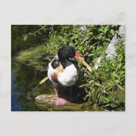 アヒル ポストカード (正面)