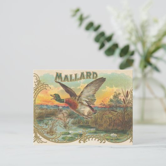 アヒル ポストカード (スタンド正面)