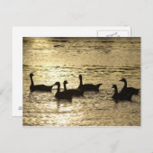 アヒル ポストカード (正面/裏面)