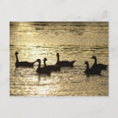 アヒル ポストカード (正面)