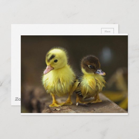 アヒル ポストカード (正面/裏面)