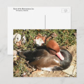 アヒル ポストカード (正面/裏面)