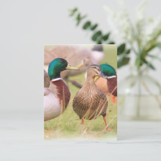 アヒル ポストカード (スタンド正面)