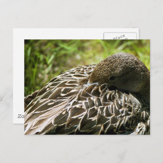 アヒル ポストカード (正面/裏面)