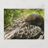 アヒル ポストカード (正面)