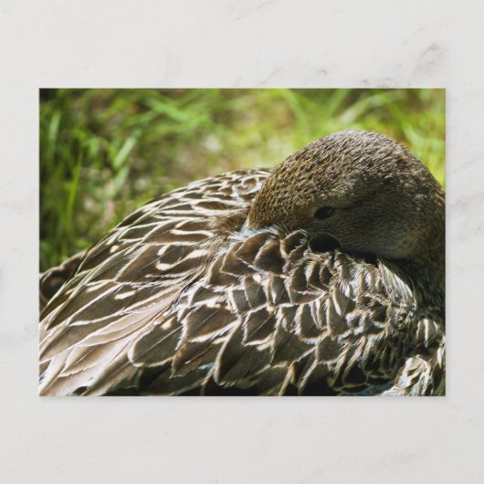 アヒル ポストカード (正面)