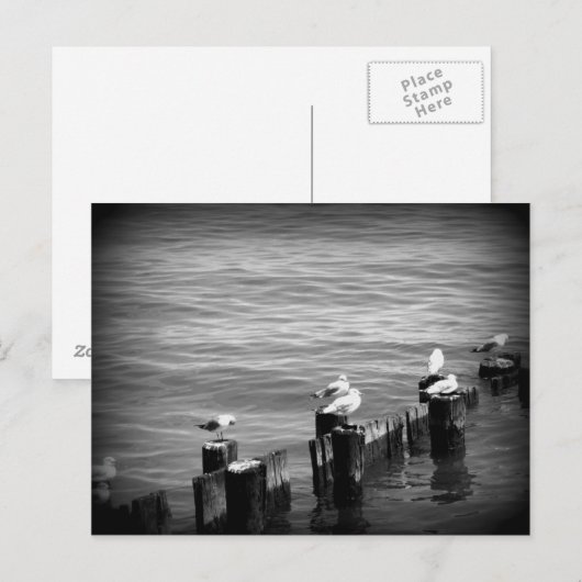 アヒル ポストカード (正面/裏面)