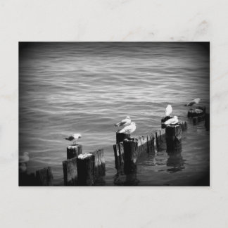 アヒル ポストカード